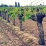 Entretien de la vigne - Domaine viticole à Saint-Nicolas de Bourgueil