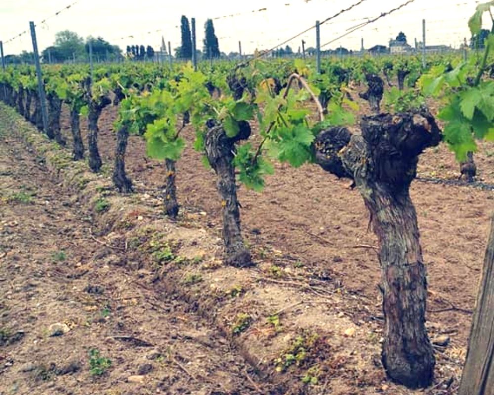 Entretien de la vigne - Domaine viticole à Saint-Nicolas de Bourgueil